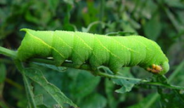蕉麻豆,绿色营养新宠，健康生活新选择